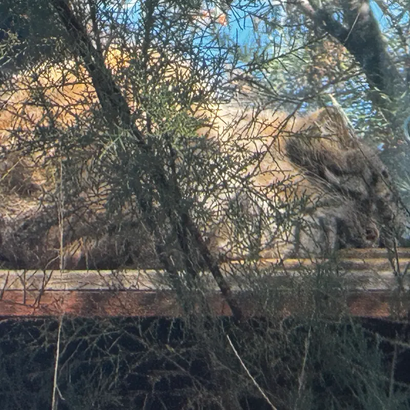 プラハ動物園のスパイの写真