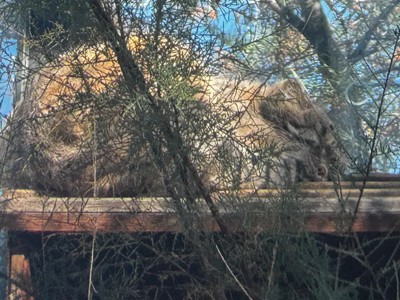 プラハ動物園のスパイの写真