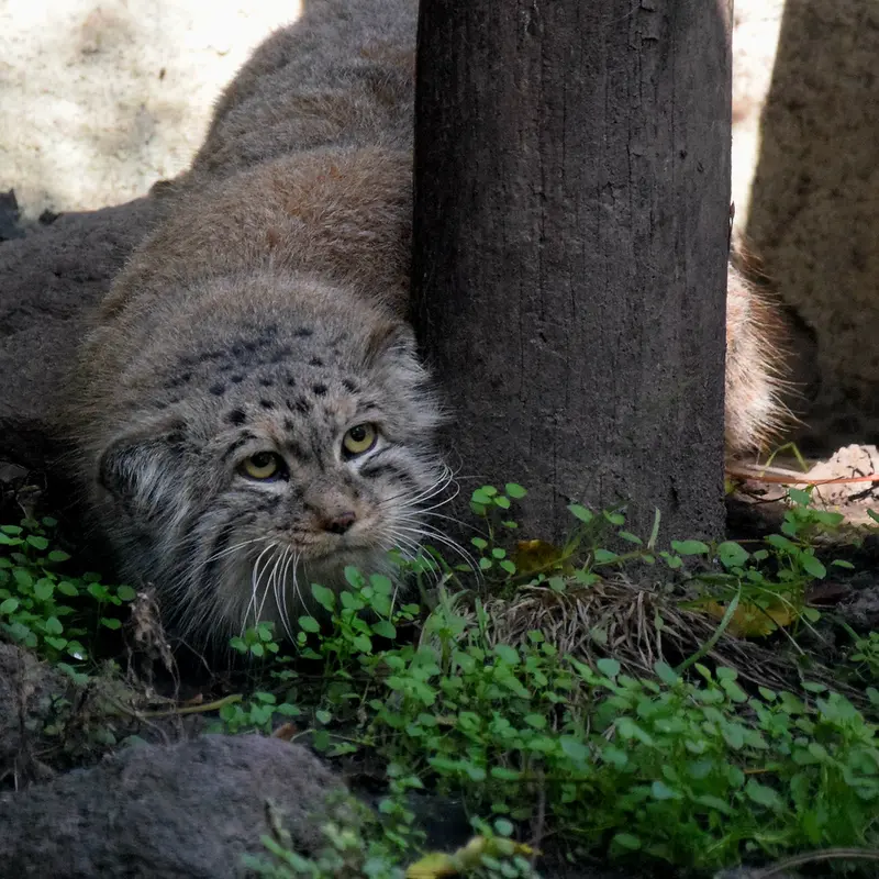 ブダペスト動物園＆植物園のボフスの写真