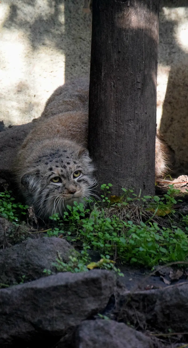 ブダペスト動物園＆植物園のボフスの写真
