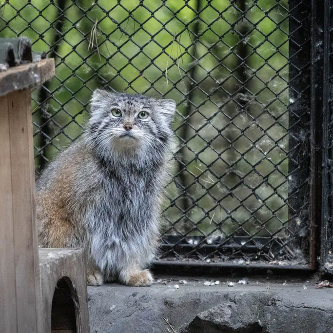ノヴォシビルスク動物園のラストチカの写真
