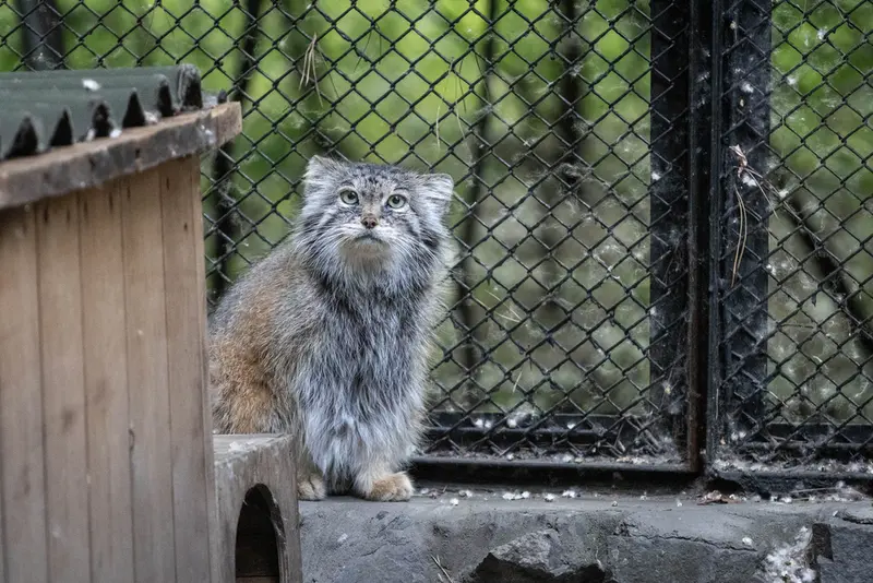 ノヴォシビルスク動物園のラストチカの写真
