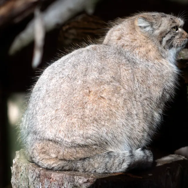 リトアニア動物園のメリッサの写真