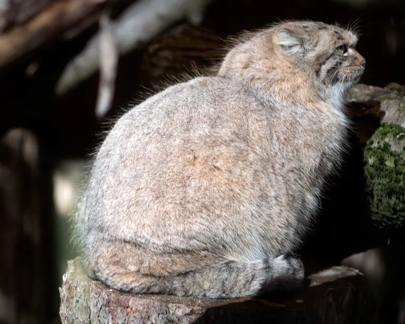 リトアニア動物園のメリッサの写真
