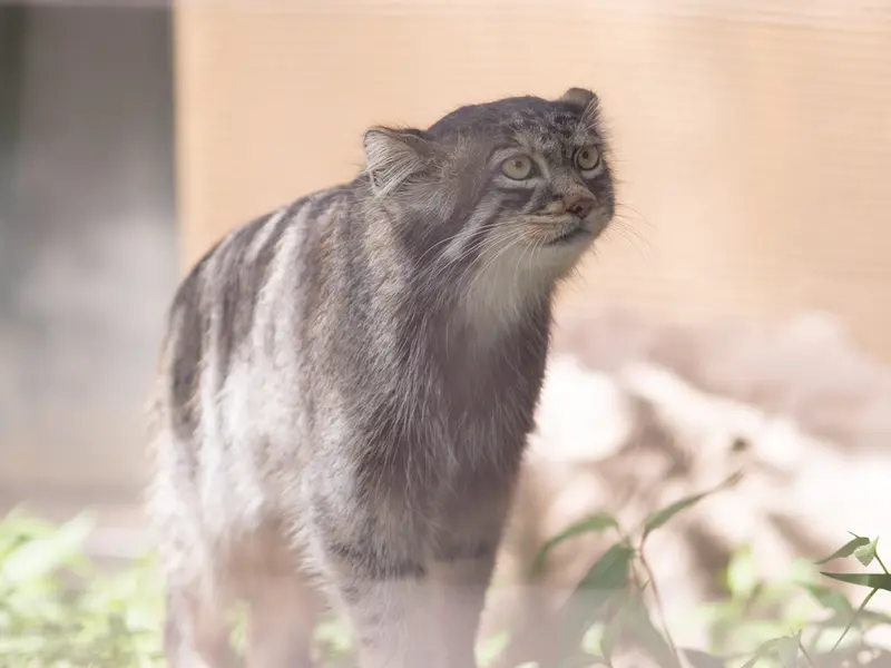 旭山動物園のヒデの写真