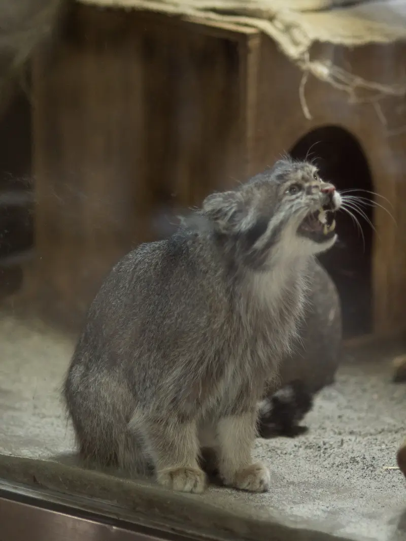 恩賜上野動物園のクリョンの写真