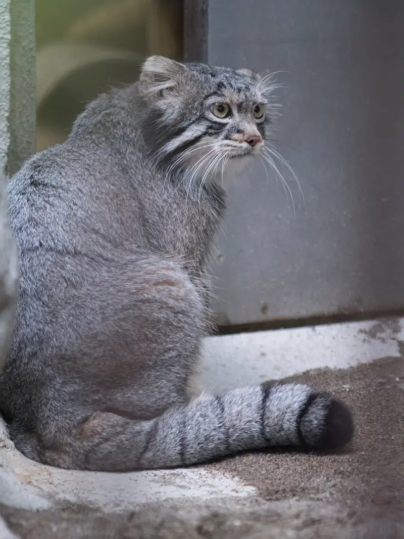 野毛山動物園のフィーガの写真