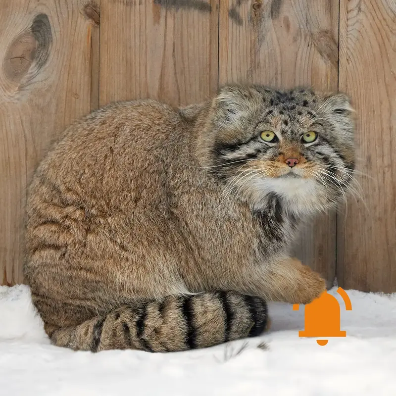 マヌルネコの写真