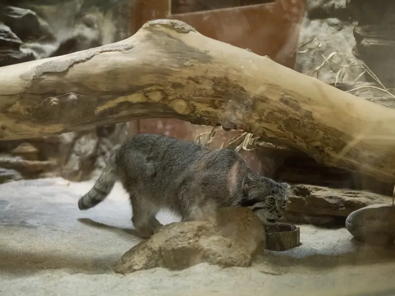 恩賜上野動物園のクリョンの写真