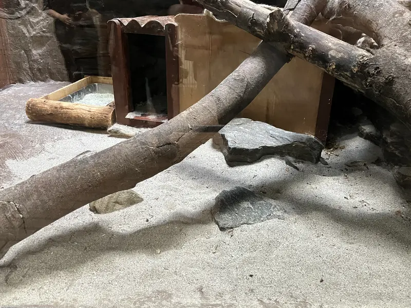 マヌルネコの写真