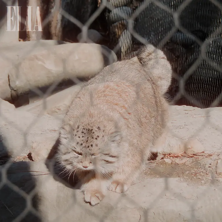 カルガリー動物園 / ワイルダー研究所のオラフの写真