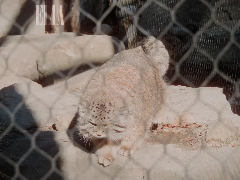 カルガリー動物園 / ワイルダー研究所のオラフの写真