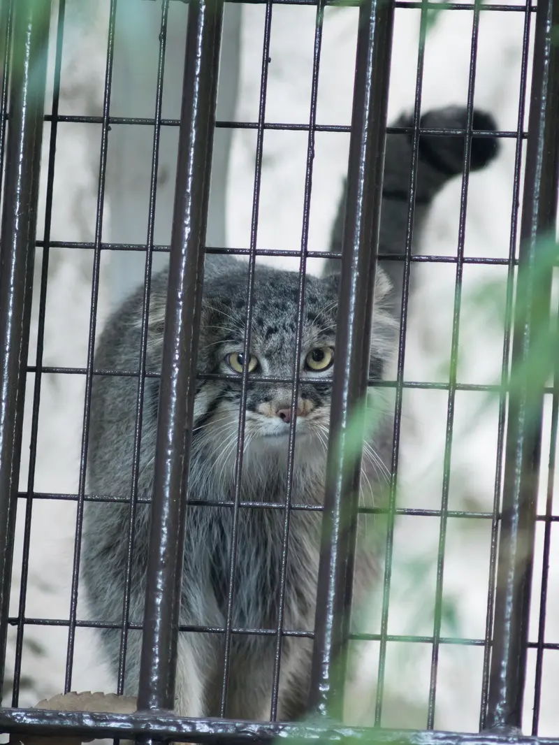 野毛山動物園のフィーガの写真