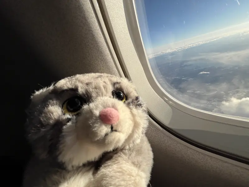 マヌルネコの写真