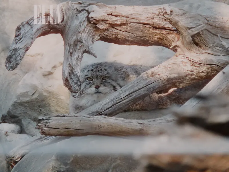 カルガリー動物園 / ワイルダー研究所のオラフの写真