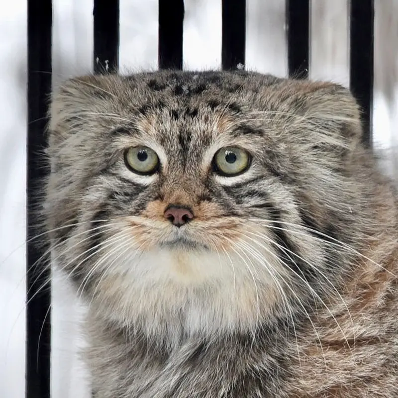 イフラヴァ動物園のマヌルネコのシェブ