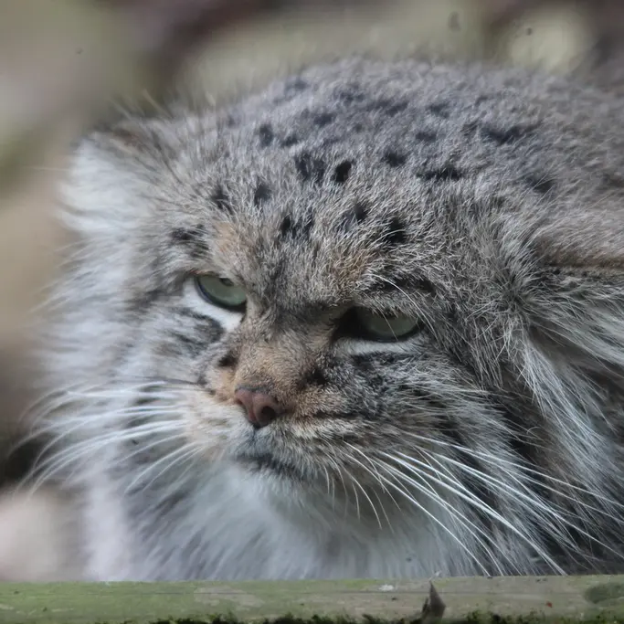 バナム動物園のバックの写真