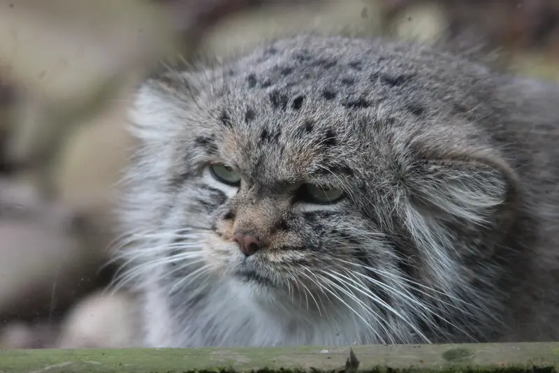 バナム動物園のバックの写真