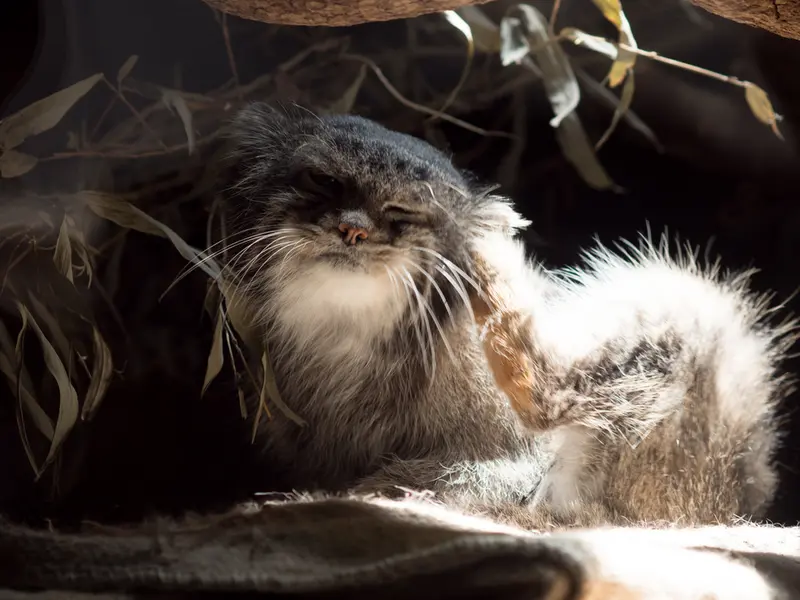 恩賜上野動物園のクリョンの写真