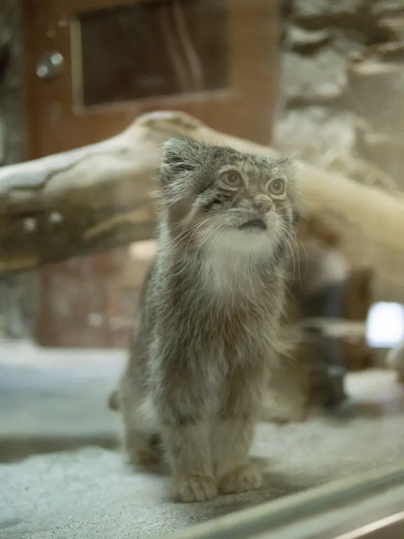 恩賜上野動物園のクリョンの写真