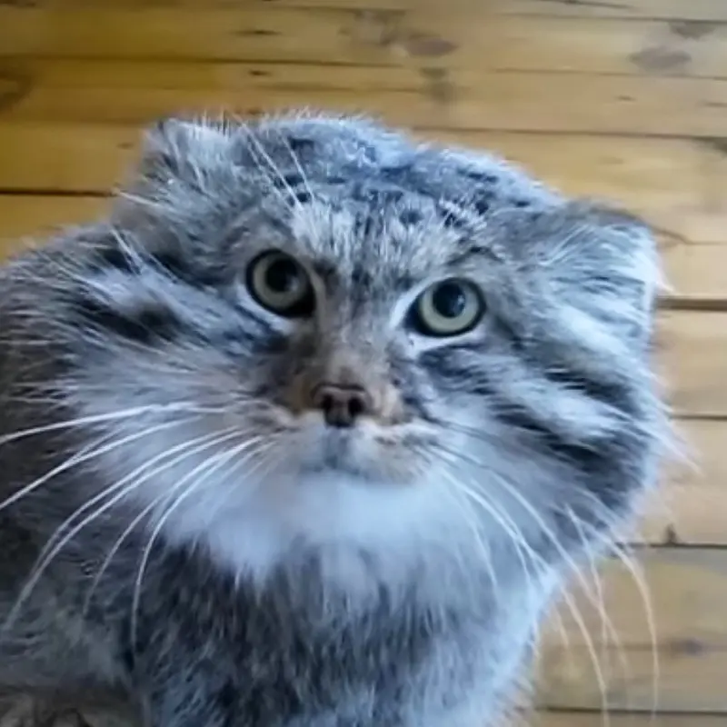 レニングラード動物園のマヌルネコのスノーク