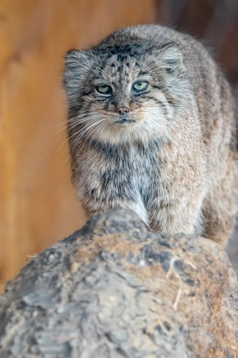イフラヴァ動物園のルガシャの写真