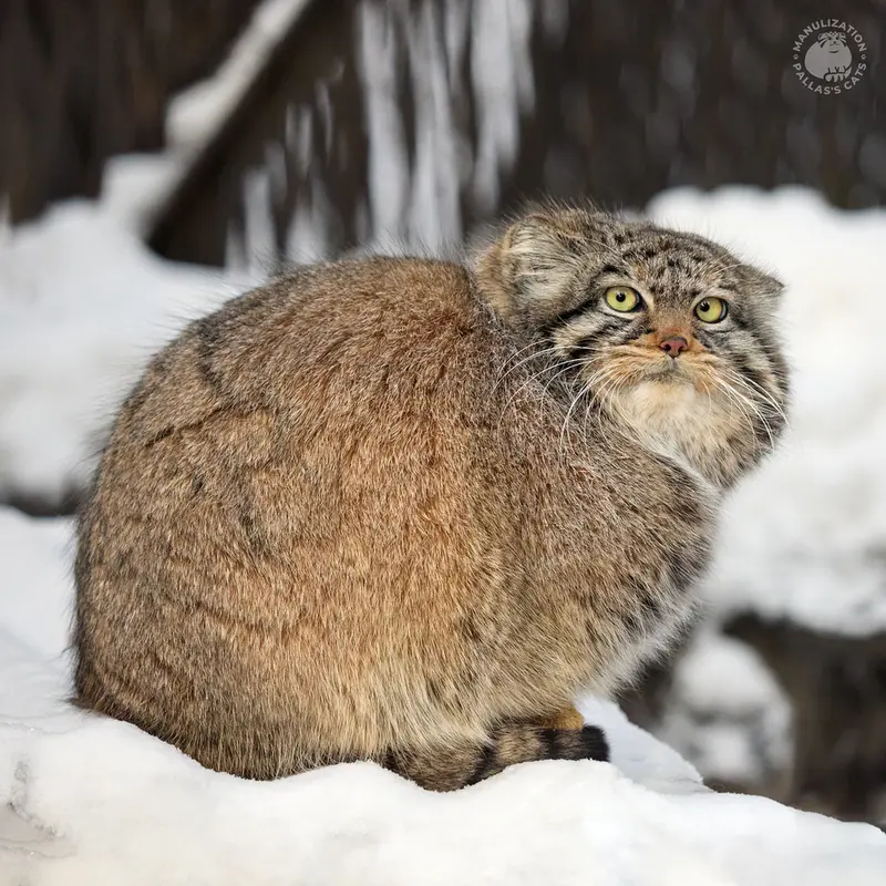 ノヴォシビルスク動物園のゾーシャの写真