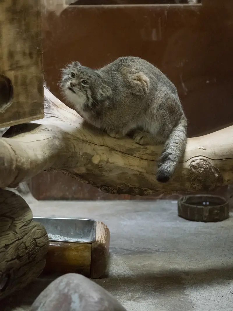 恩賜上野動物園のクリョンの写真