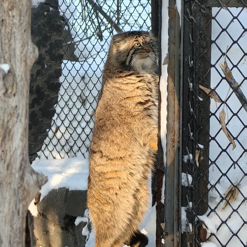 ノヴォシビルスク動物園のアチの写真