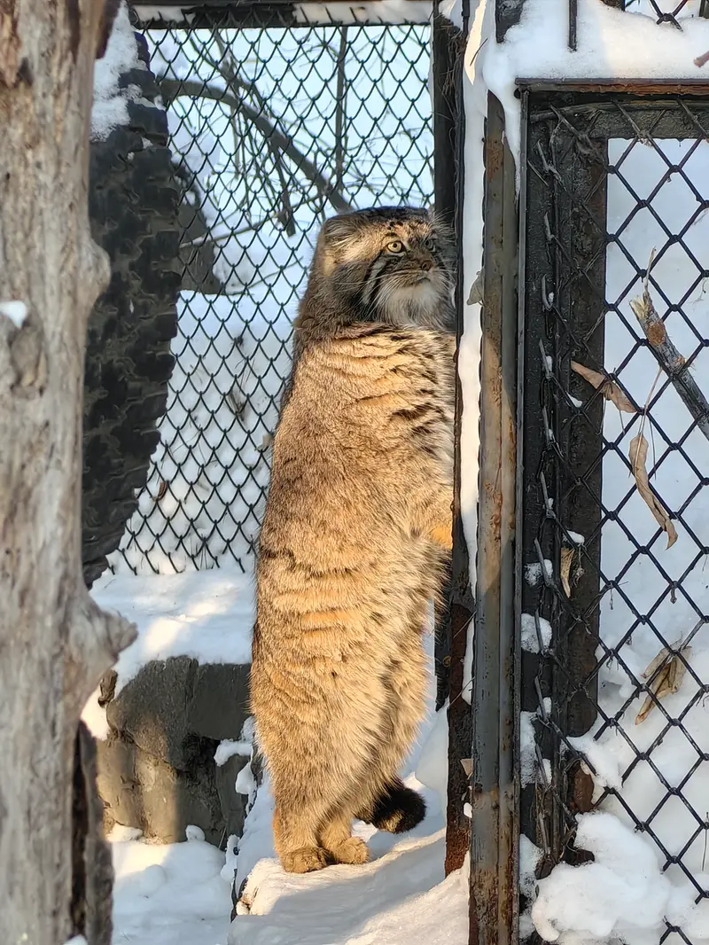 ノヴォシビルスク動物園のアチの写真