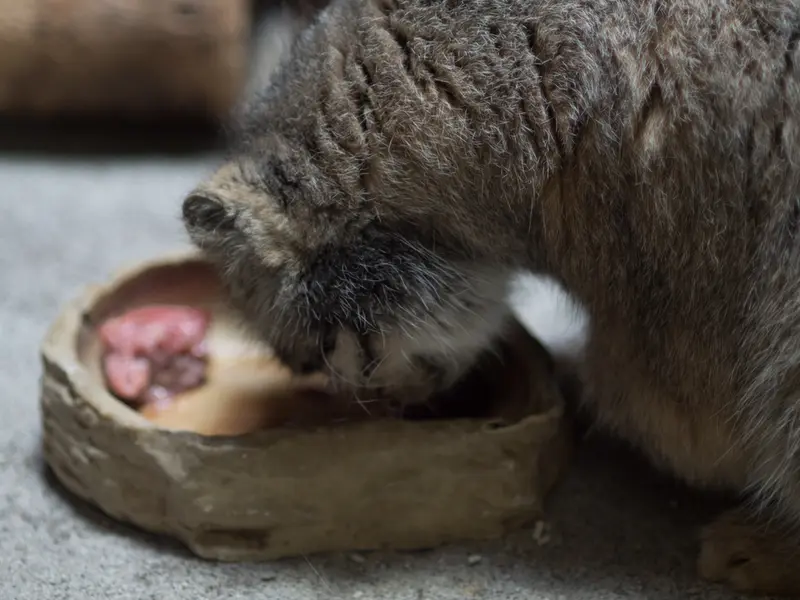 恩賜上野動物園のプリームラの写真