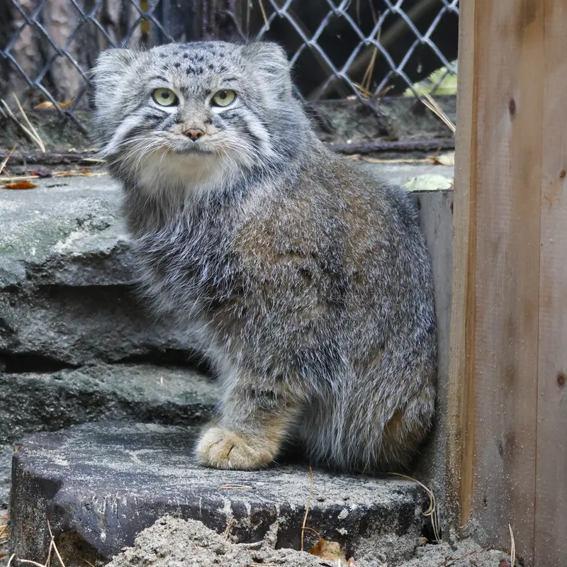 ノヴォシビルスク動物園のルフの写真