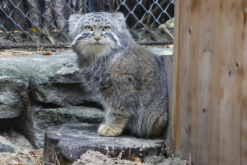 ノヴォシビルスク動物園のルフの写真