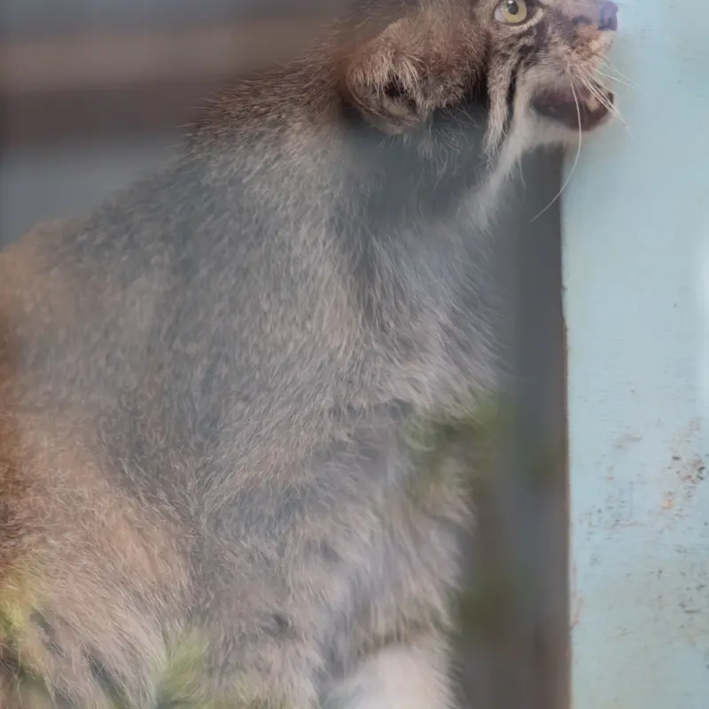 神戸市立王子動物園のイーリスの写真