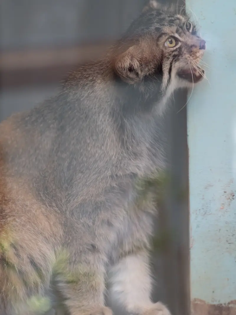 神戸市立王子動物園のイーリスの写真
