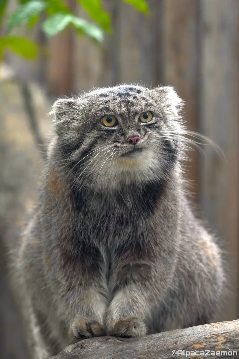 神戸どうぶつ王国のナルの写真