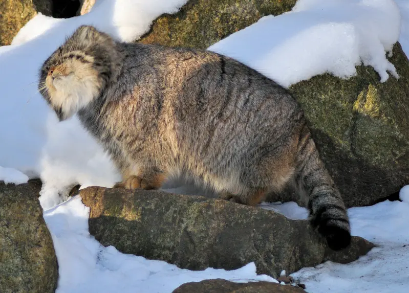 ゲルリッツ動物園のブルースの写真