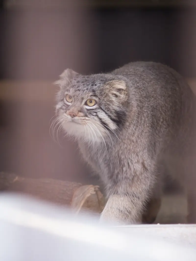 野毛山動物園のフィーガの写真