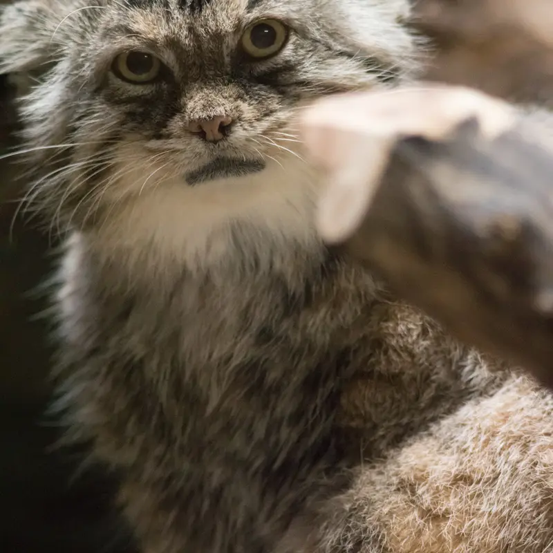 恩賜上野動物園のプリームラの写真