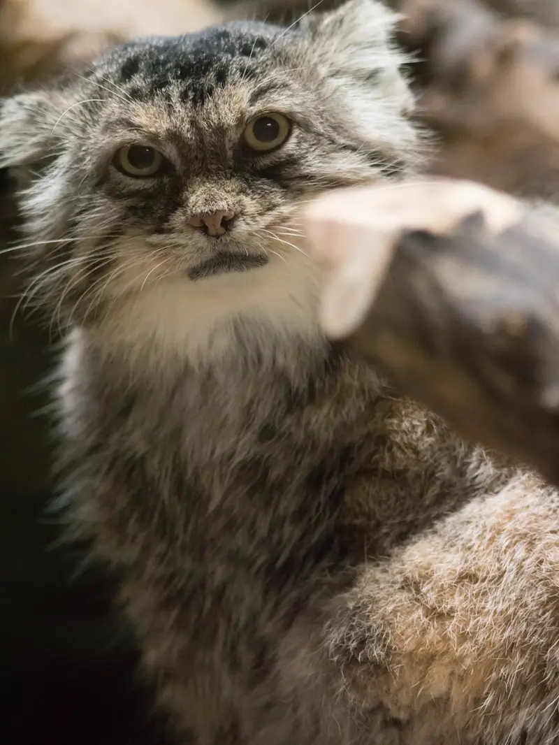 恩賜上野動物園のプリームラの写真
