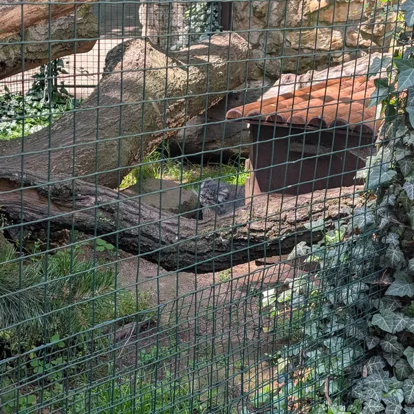 ホムトフ動物園のマヌルネコの写真