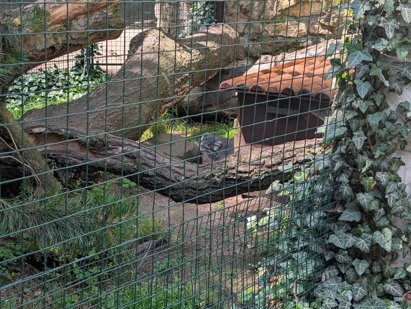 ホムトフ動物園のマヌルネコの写真