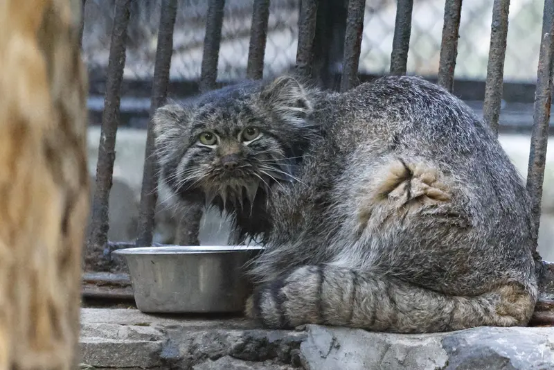 ノヴォシビルスク動物園のマリクの写真
