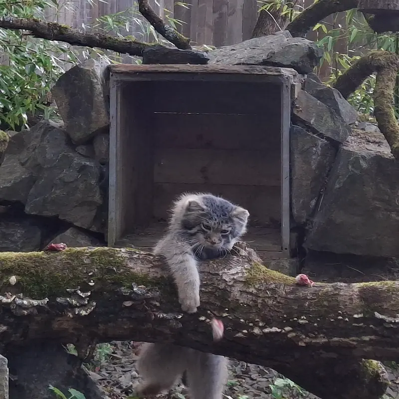 トレゴムール動物園のアルタイの写真
