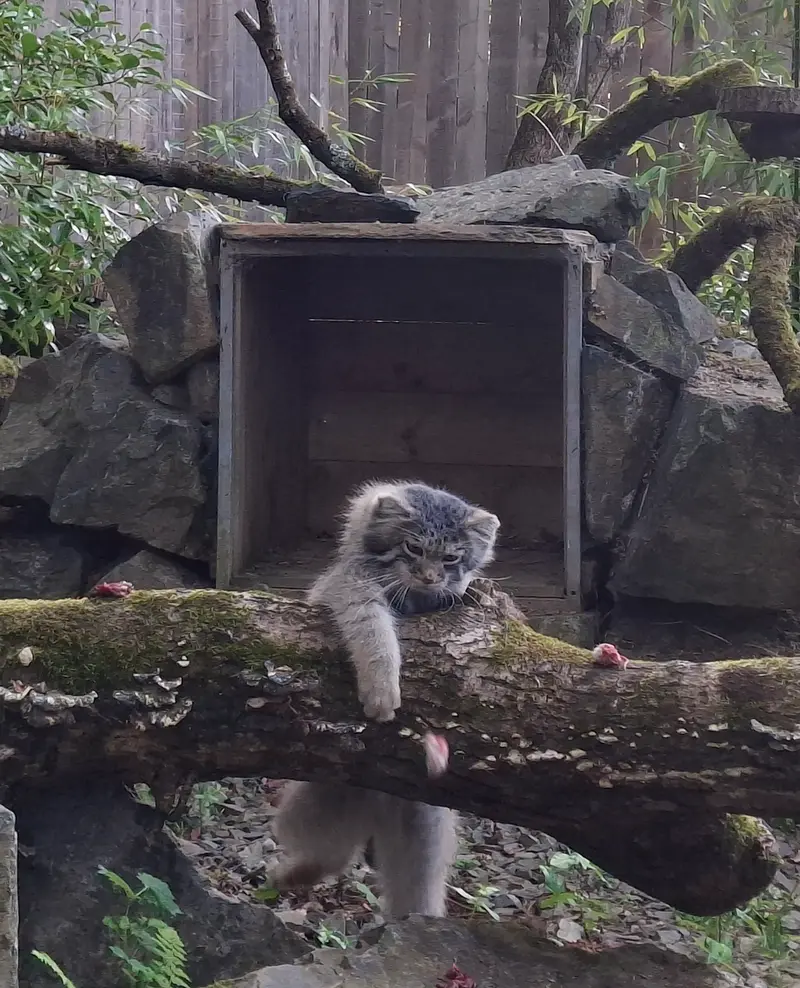 トレゴムール動物園のアルタイの写真