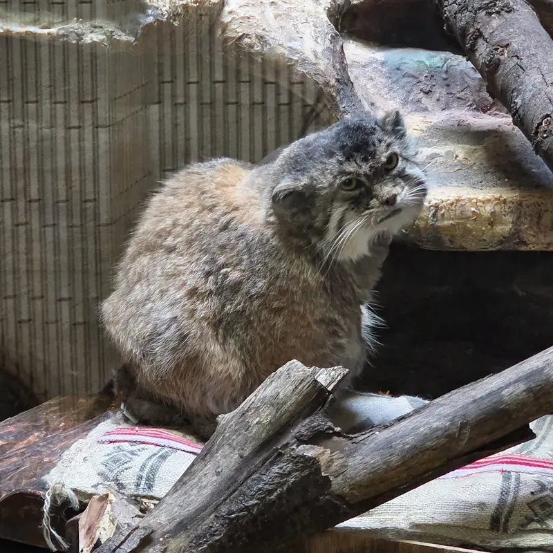 恩賜上野動物園のプリームラの写真