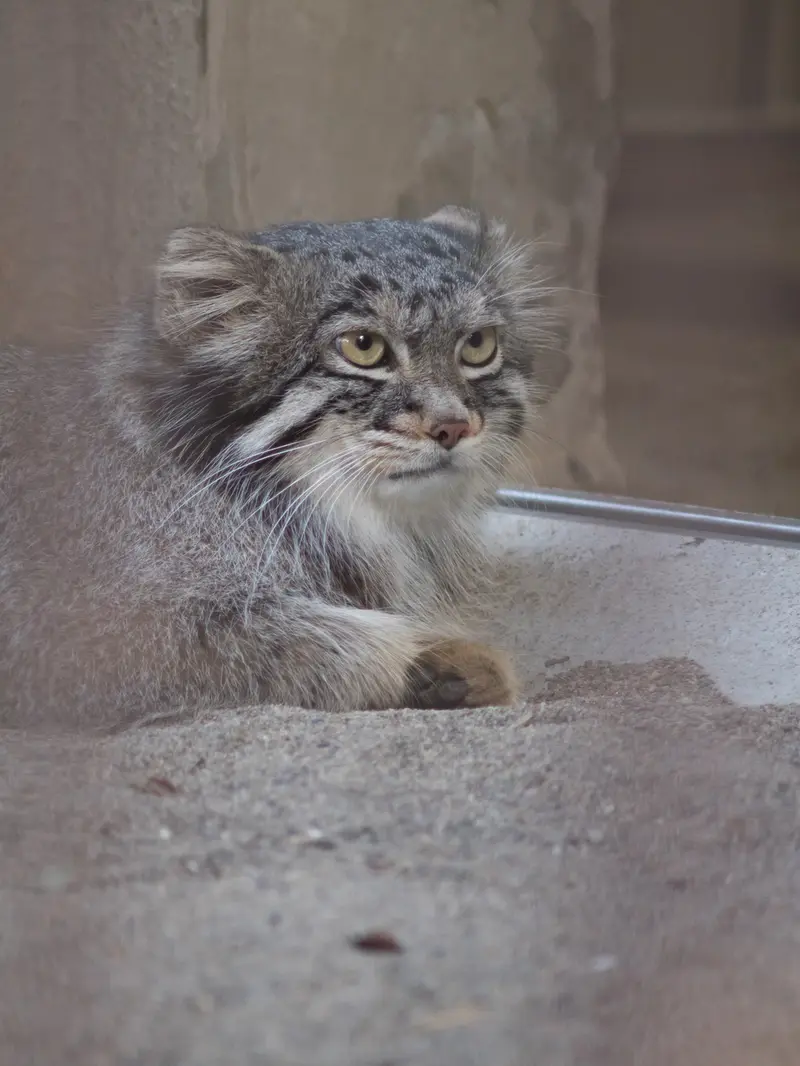 野毛山動物園のフィーガの写真