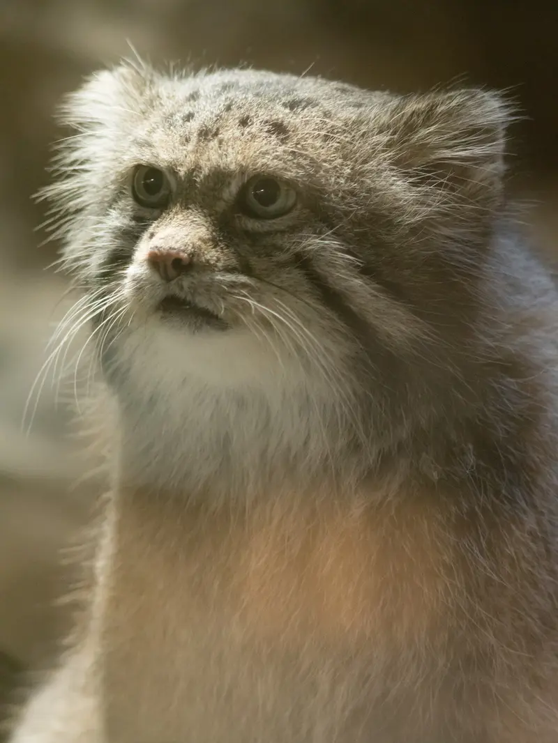 恩賜上野動物園のクリョンの写真