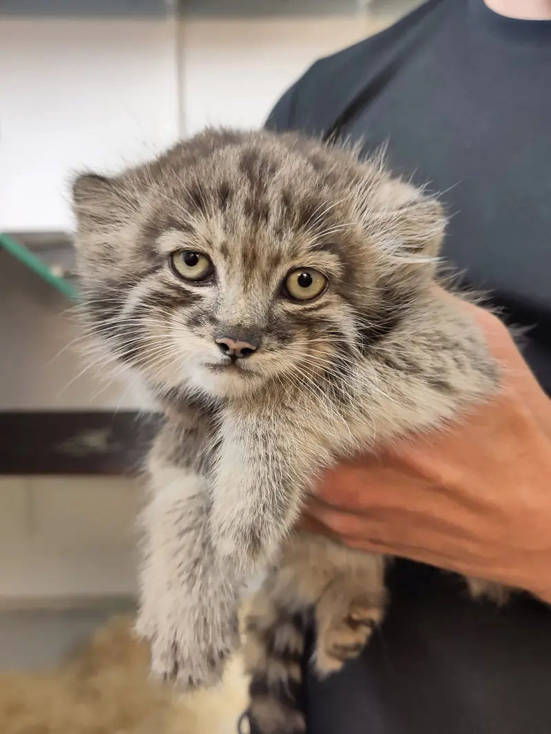 コルケアサーリ動物園のコッリ・オッリの写真