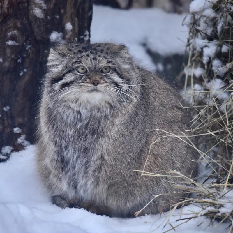 ノヴォシビルスク動物園のラストチカの写真